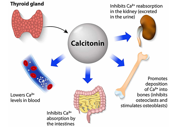 Calcitonin là loại thuốc có tác dụng như thế nào?