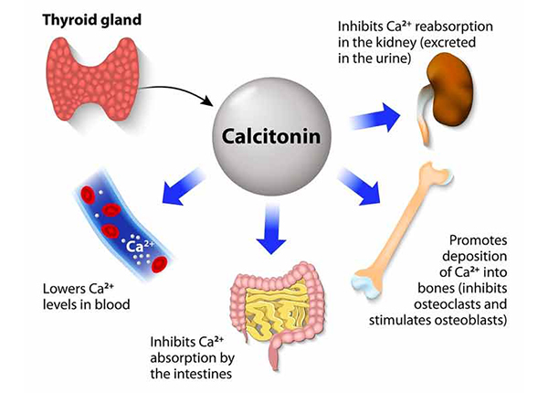 Nên dùng Calcitonin như thế nào?